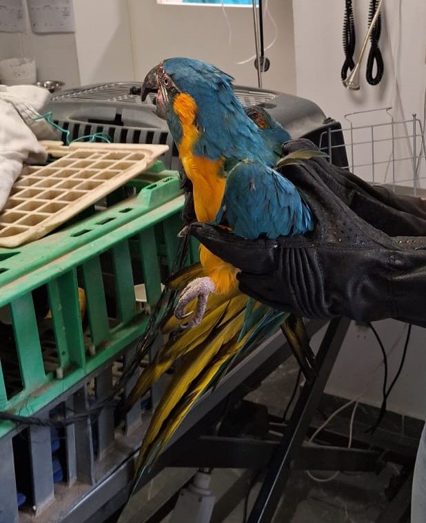 דוברות המשטרה / דוברות רט״ג.