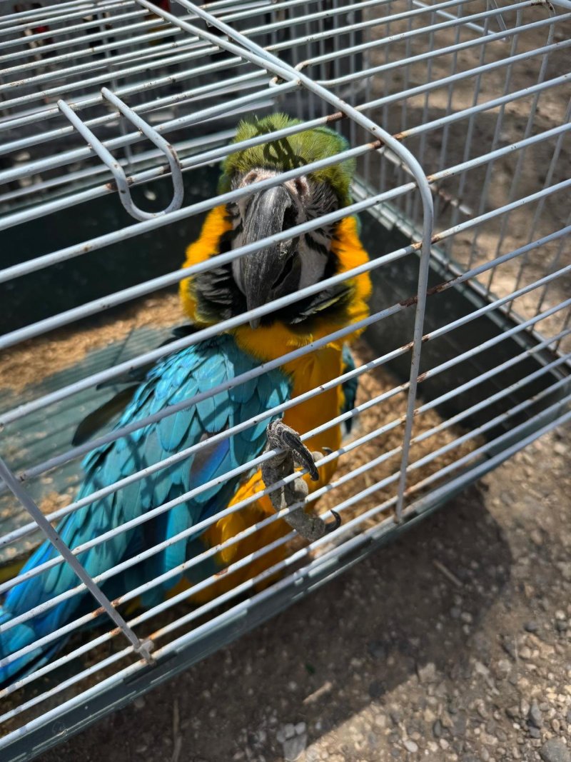 דוברות המשטרה