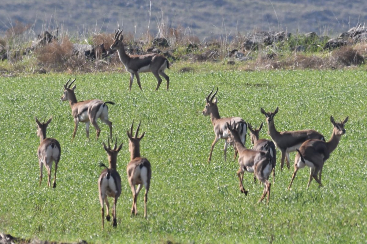 מחמוד נסאר, רט"ג