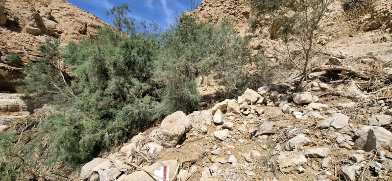  אריה רוזנברג, רט"ג