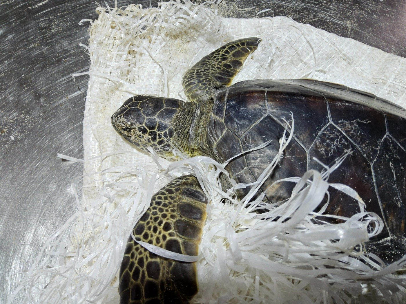 גיא איבגי, רט"ג