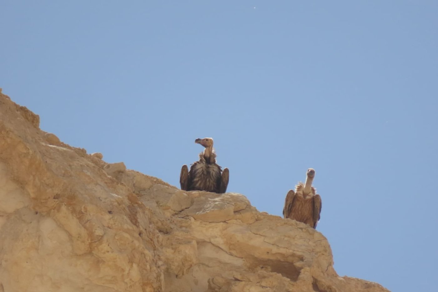 ליאור דור רשות הטבע והגנים