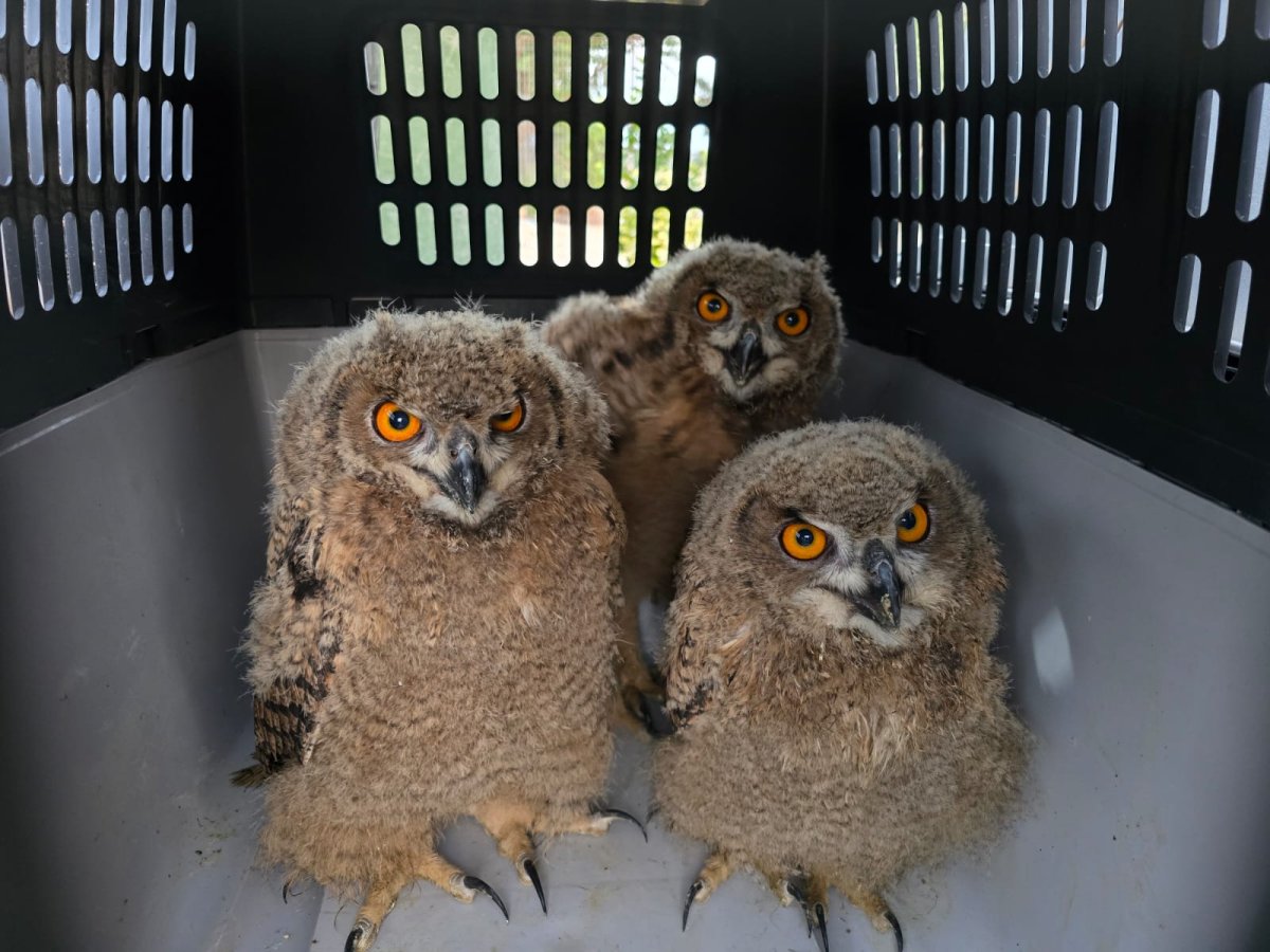 רשות הטבע והגנים