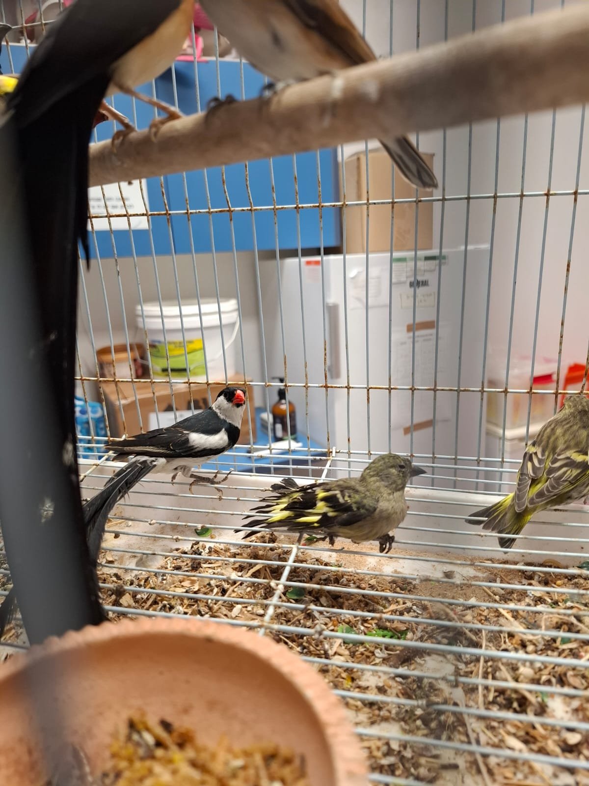 רועי רבין, רשות הטבע והגנים