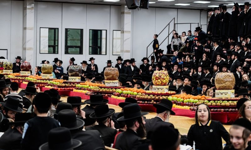 פירות בלי סוף: כך נראה טיש ט"ו בשבט בחצר חסידות סאטמר