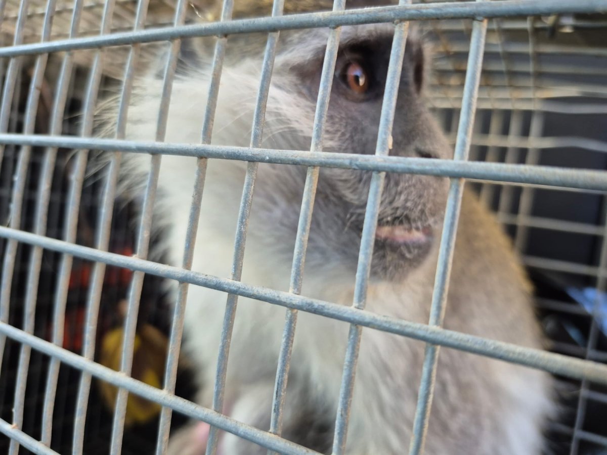 בן רוזנברג, רט"ג