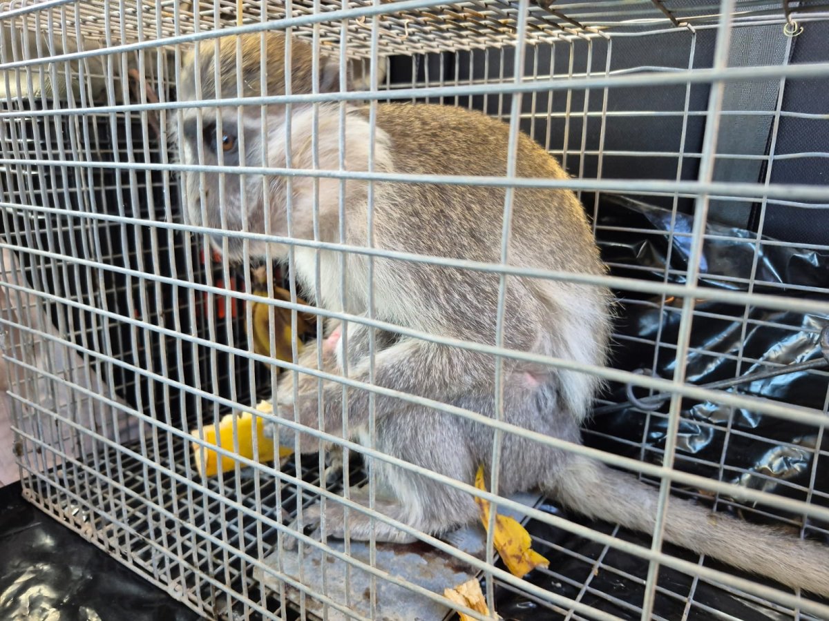 בן רוזנברג, רט"ג