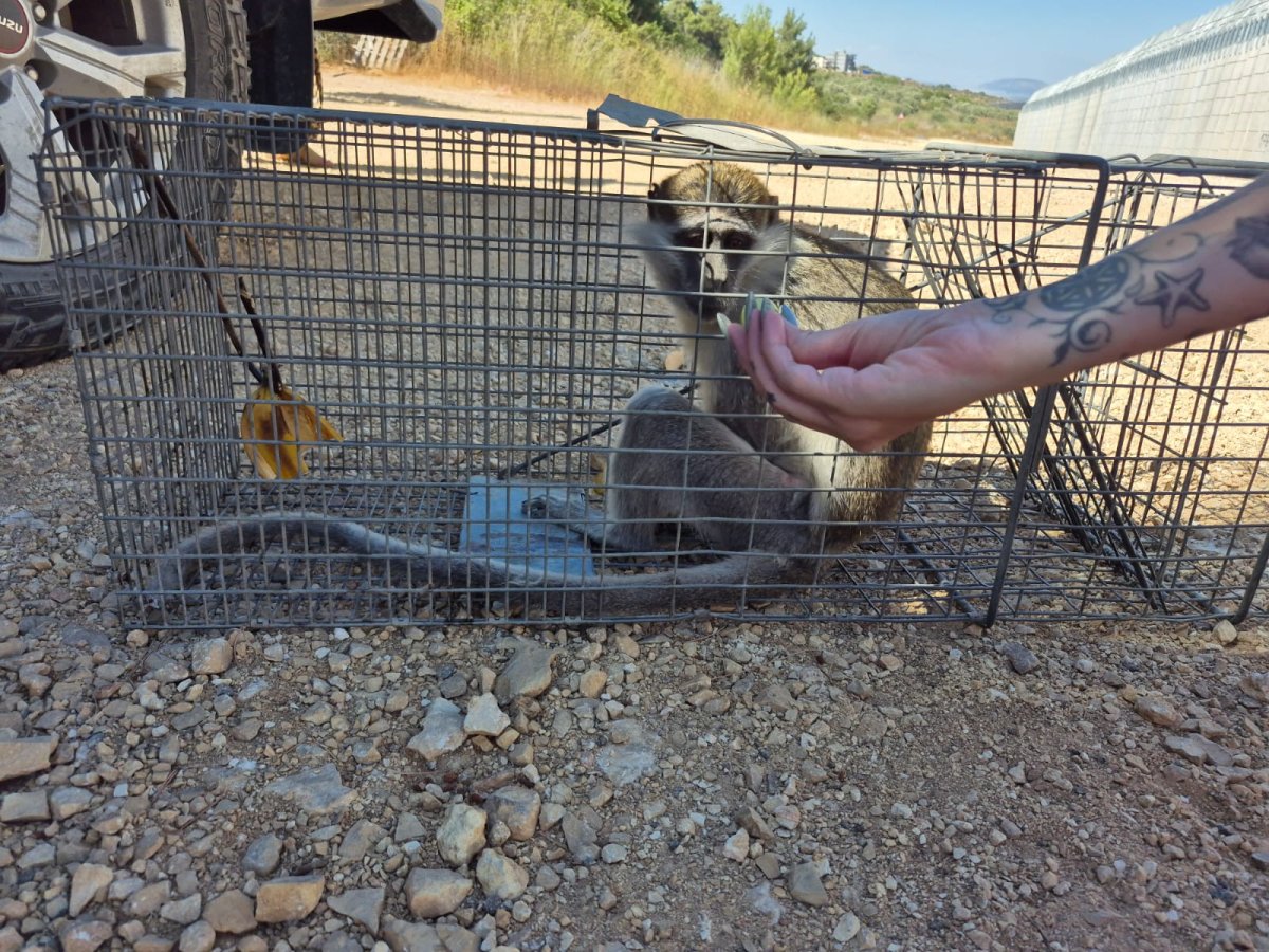 בן רוזנברג, רט"ג