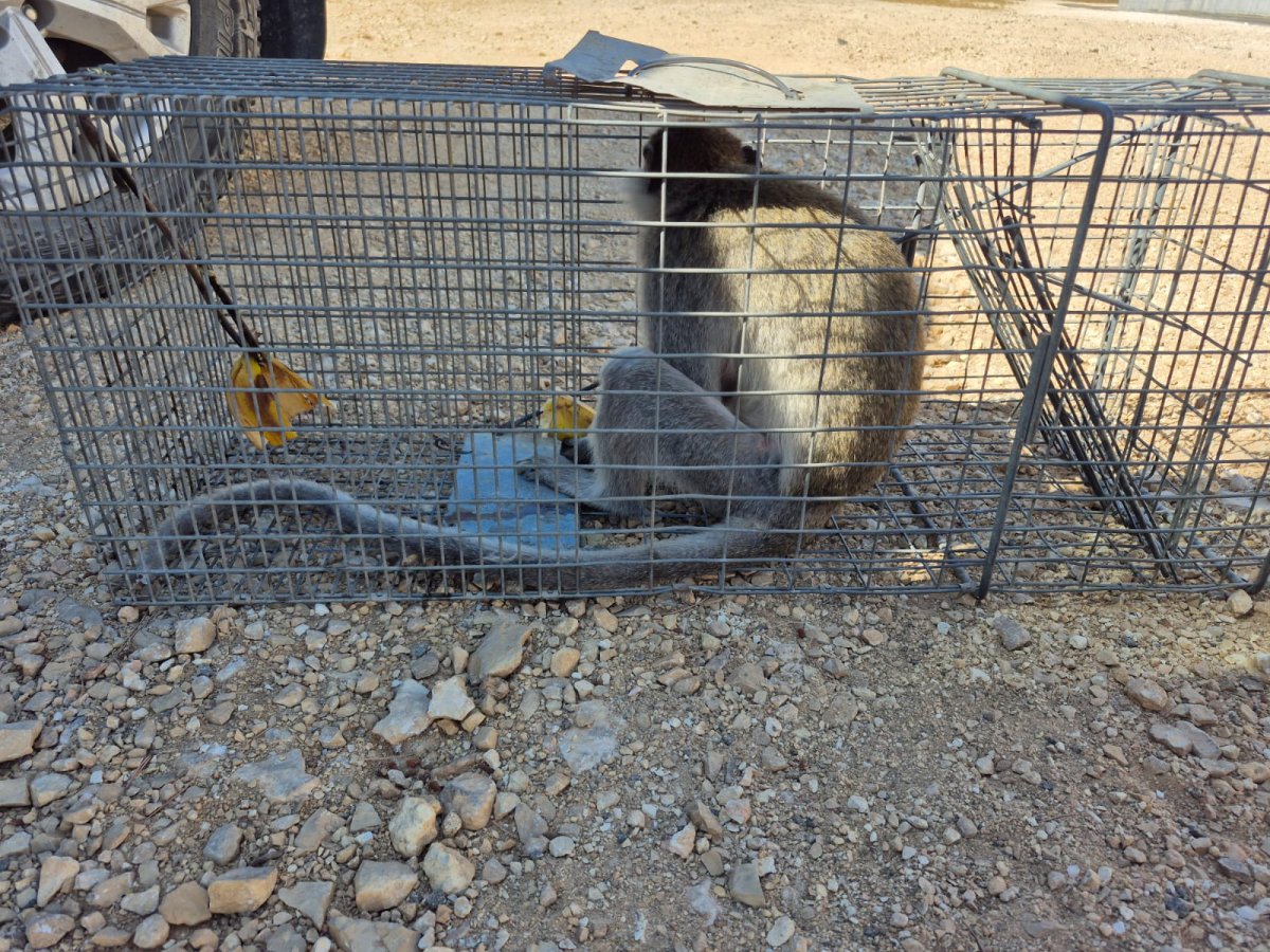בן רוזנברג, רט"ג