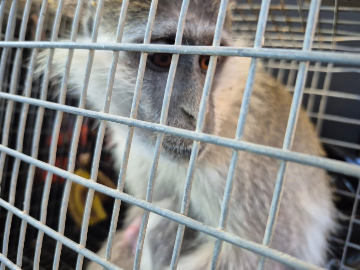 בן רוזנברג, רט"ג