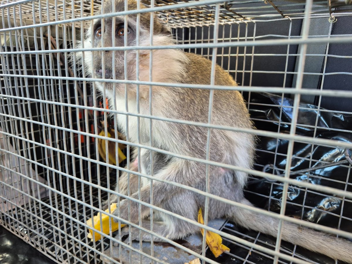 בן רוזנברג, רט"ג