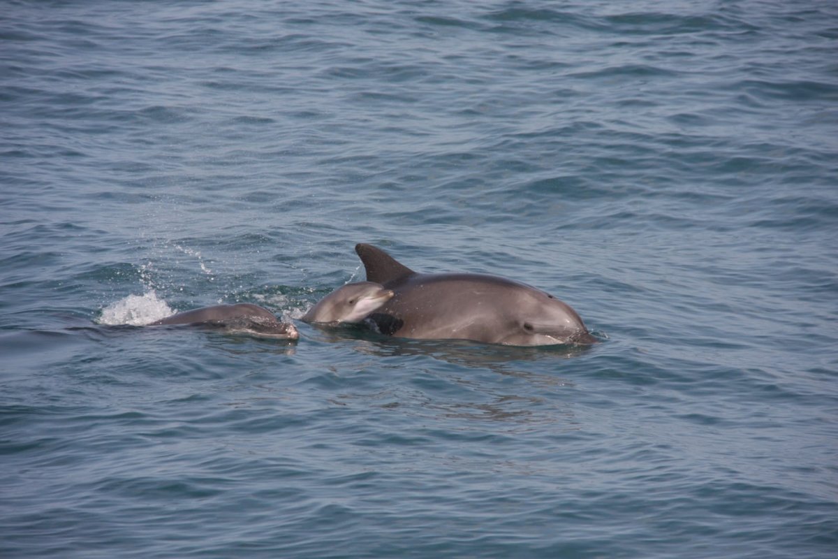 מיטל מרקוביץ', מתנדבת עמותת דלפיס