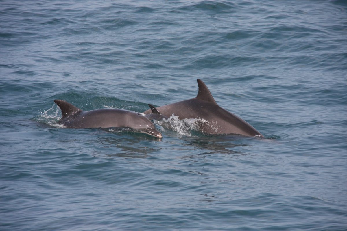 מיטל מרקוביץ', מתנדבת עמותת דלפיס