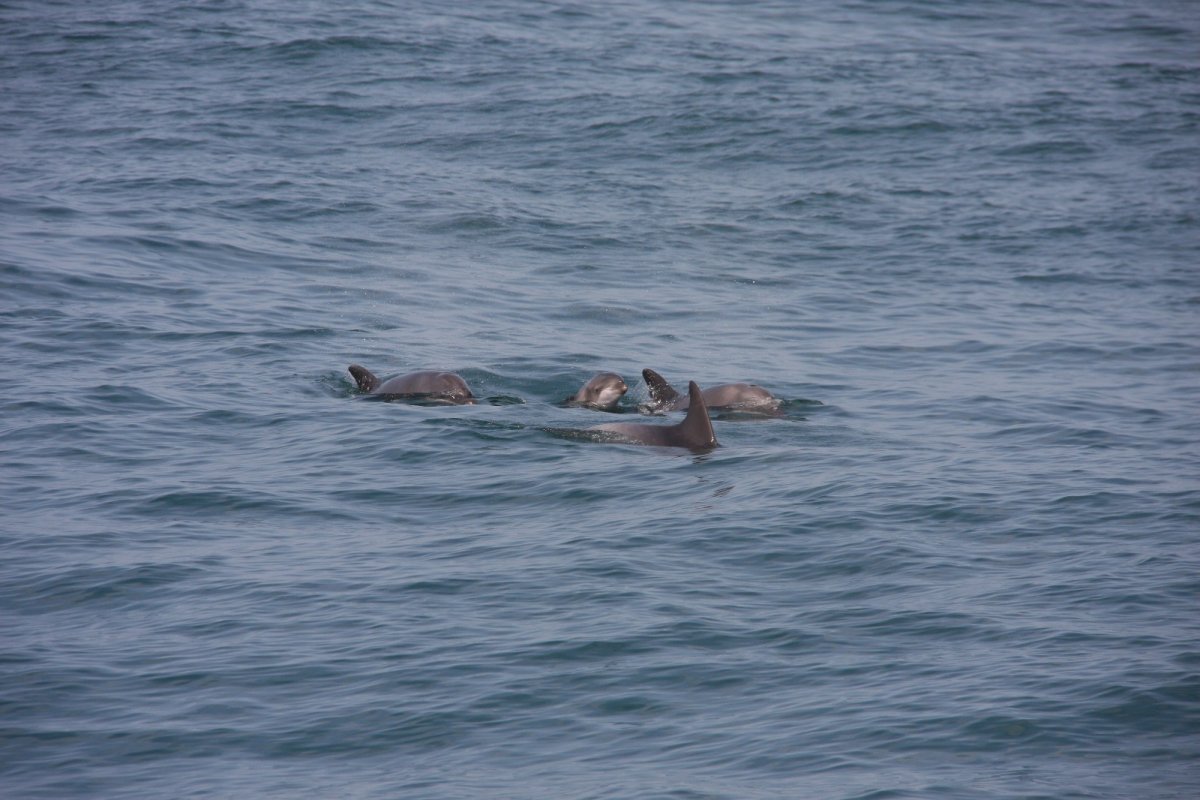 מיטל מרקוביץ', מתנדבת עמותת דלפיס