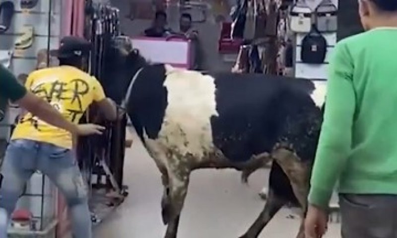 תיעוד משעשע: קורבן עיד אל-אדחא נמלט ופרץ לחנות נעליים באלכסנדריה
