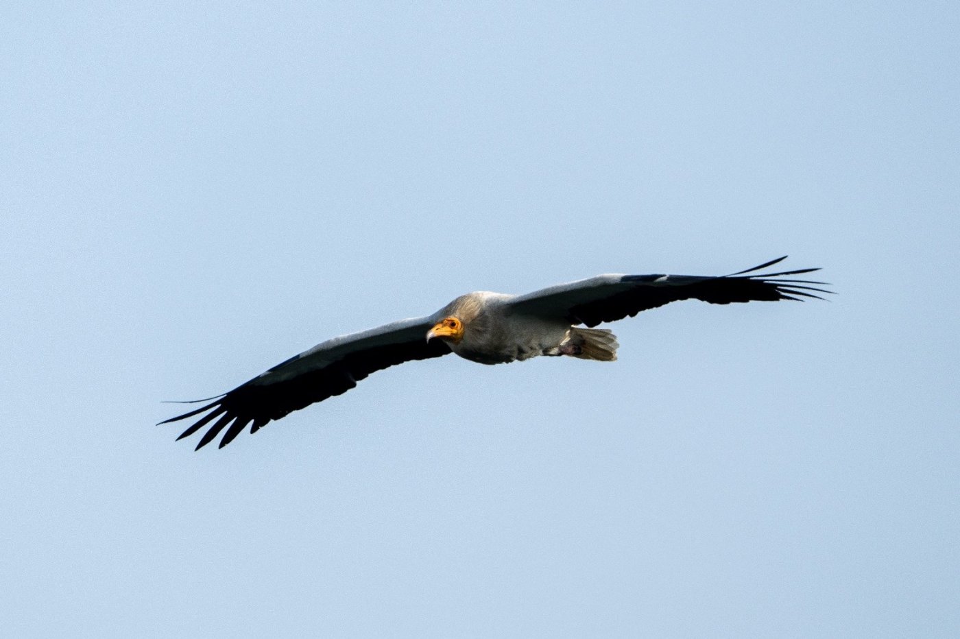 יובל דקס, החברה להגנת הטבע