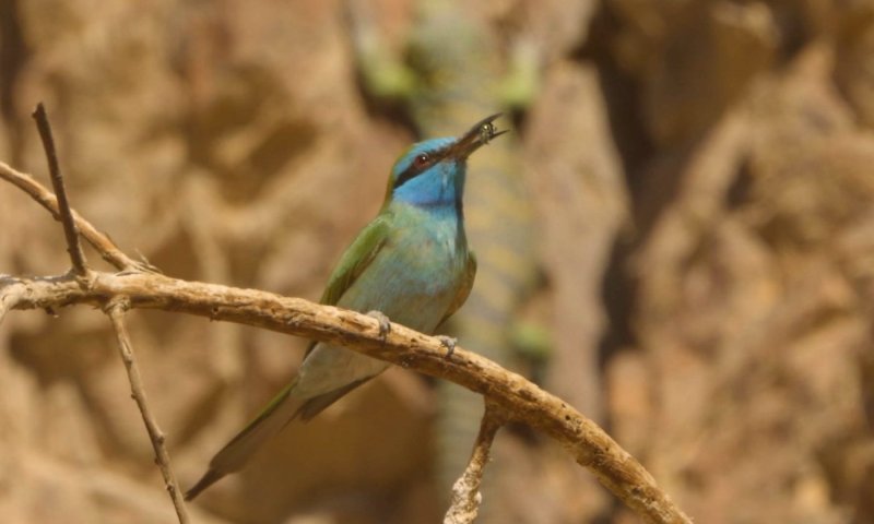 תיעוד נדיר ביותר ומרהיב ביופיו: השרקרק, החרדון והדבורה בפריים אחד 