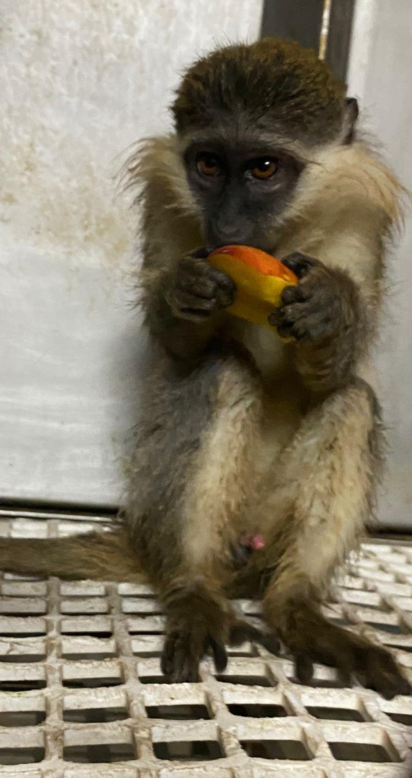 דוברות המשטרה / רט״ג