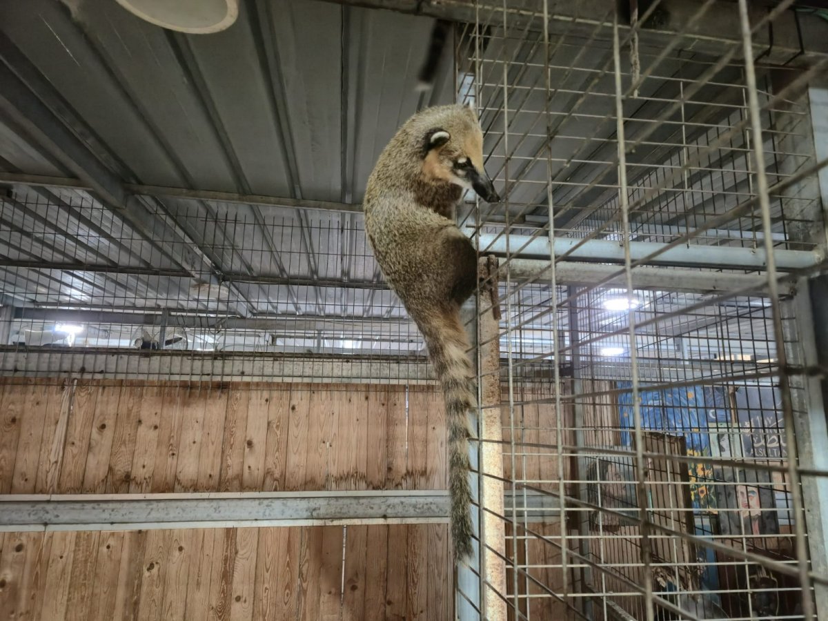 דוברות המשטרה