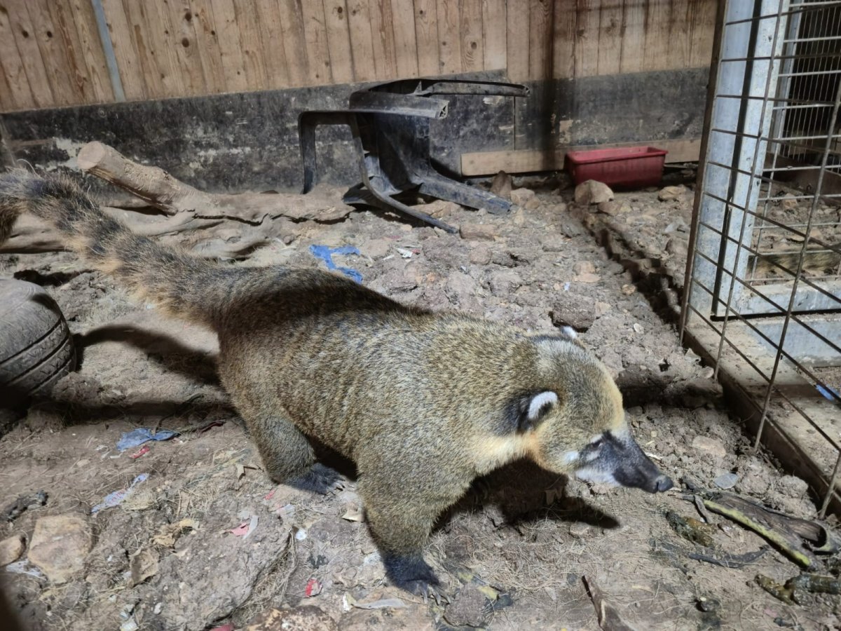 דוברות המשטרה