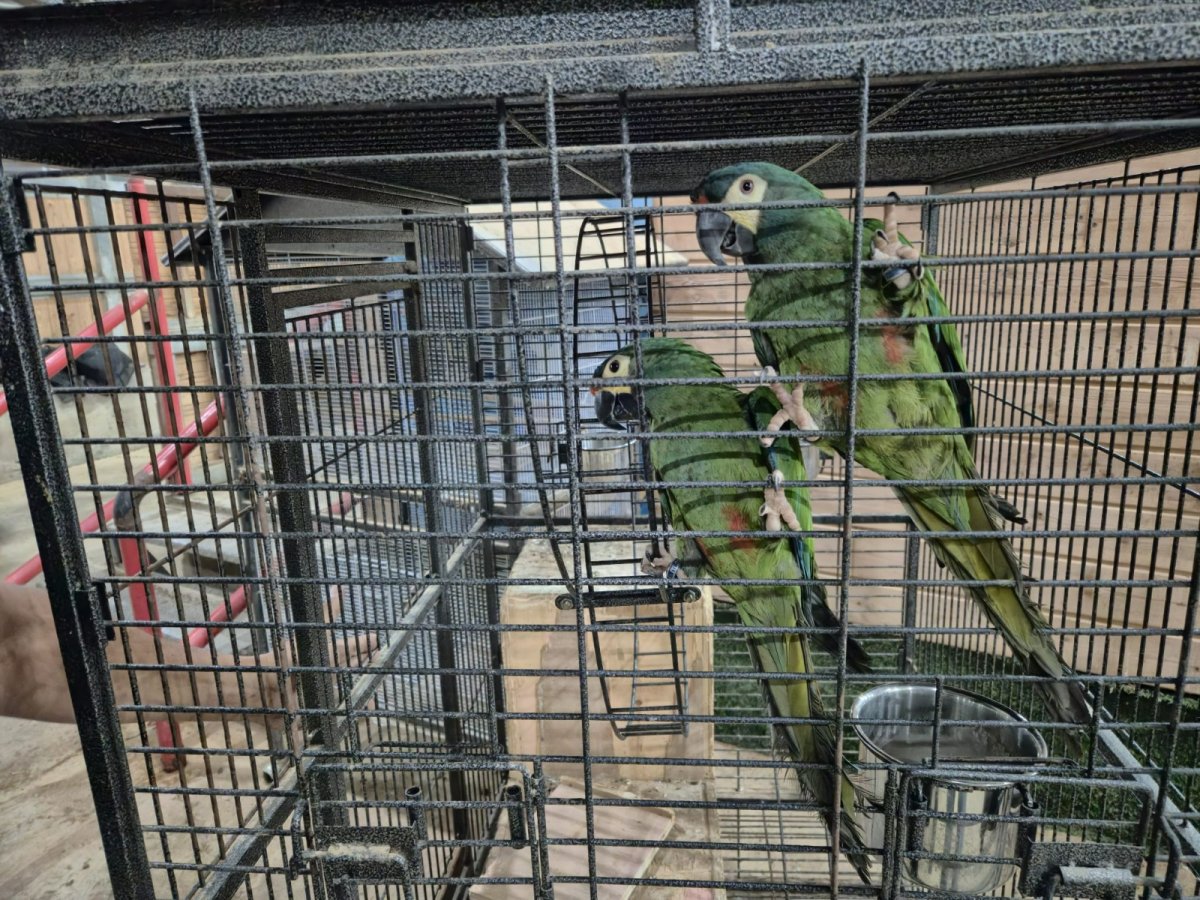 דוברות המשטרה