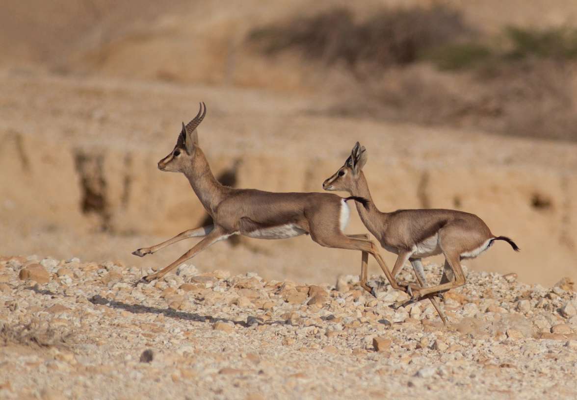 דורון ניסים