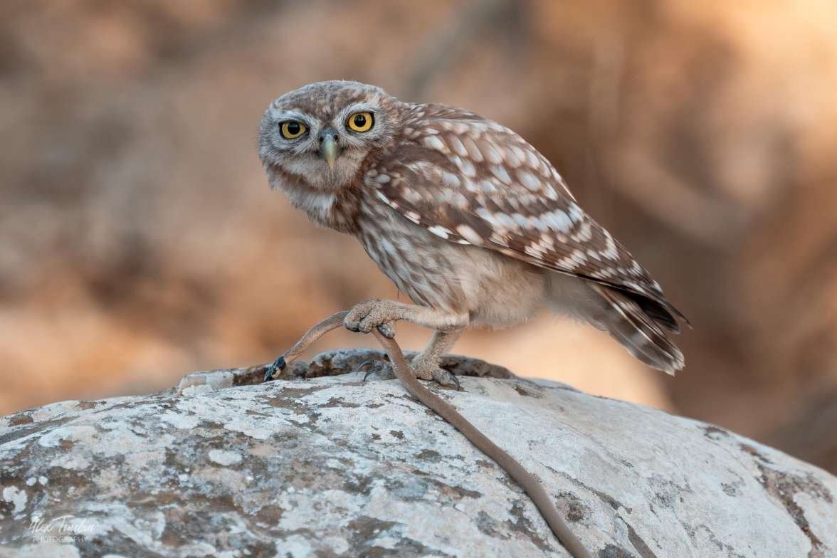 אלכס טאובין