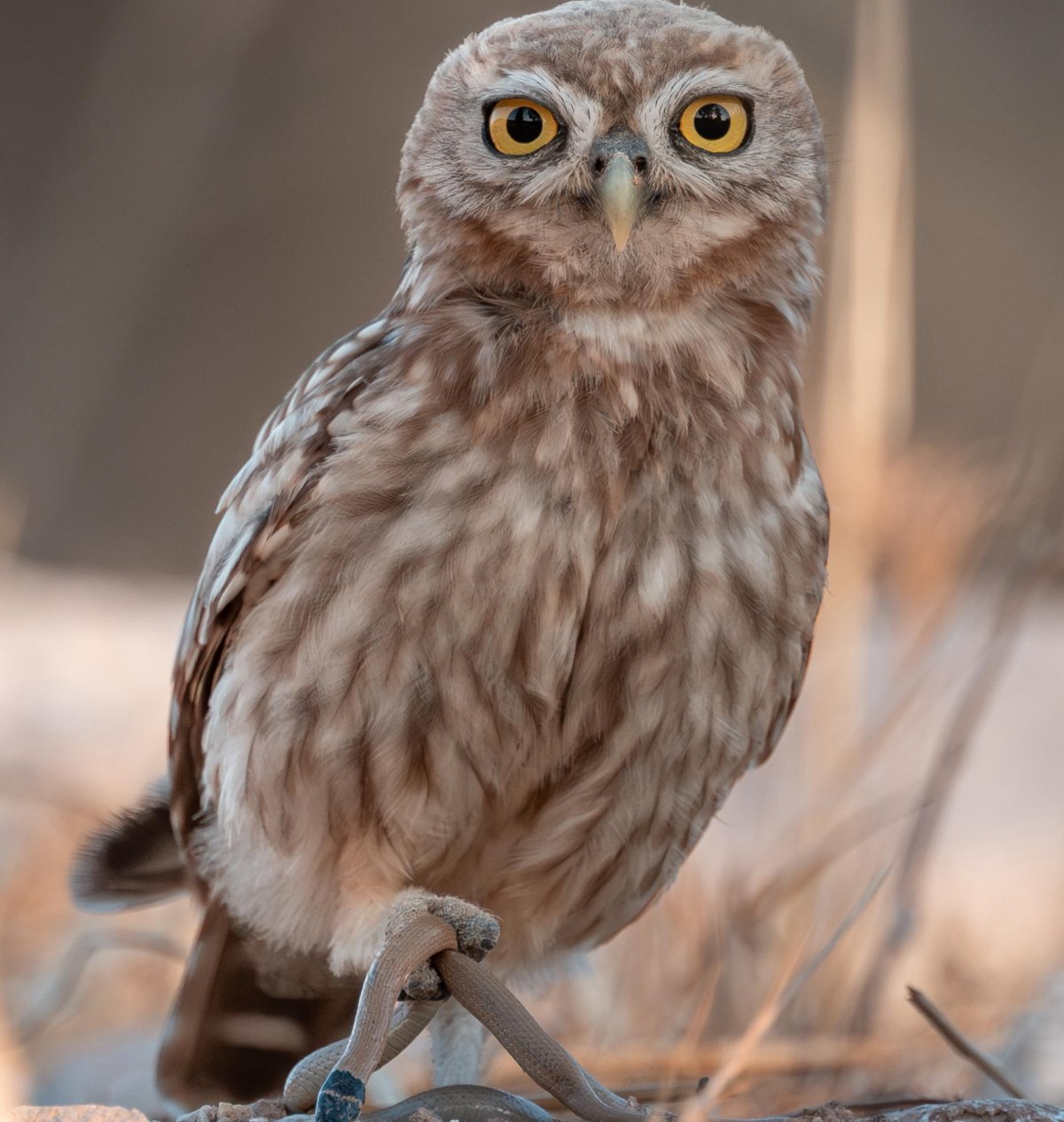אלכס טאובין