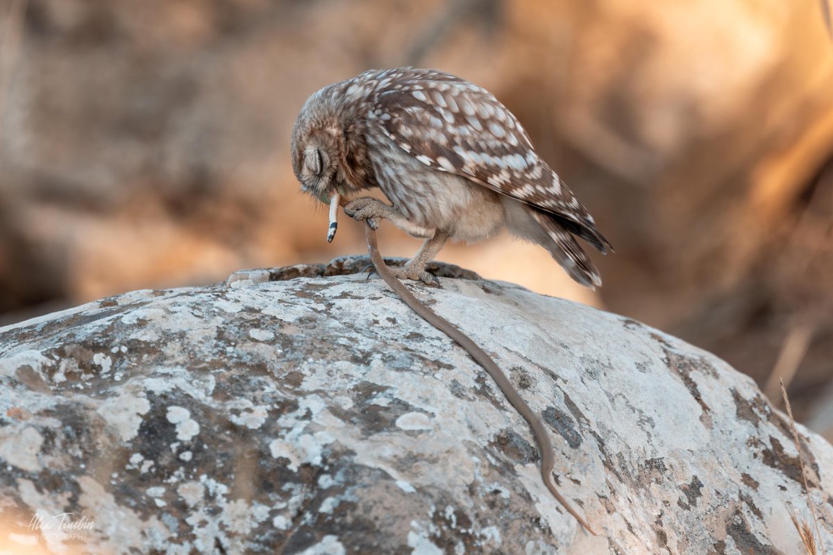 אלכס טאובין