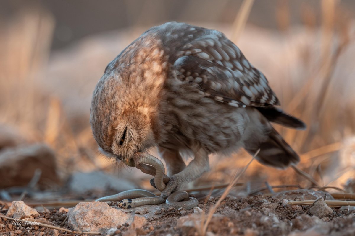 אלכס טאובין