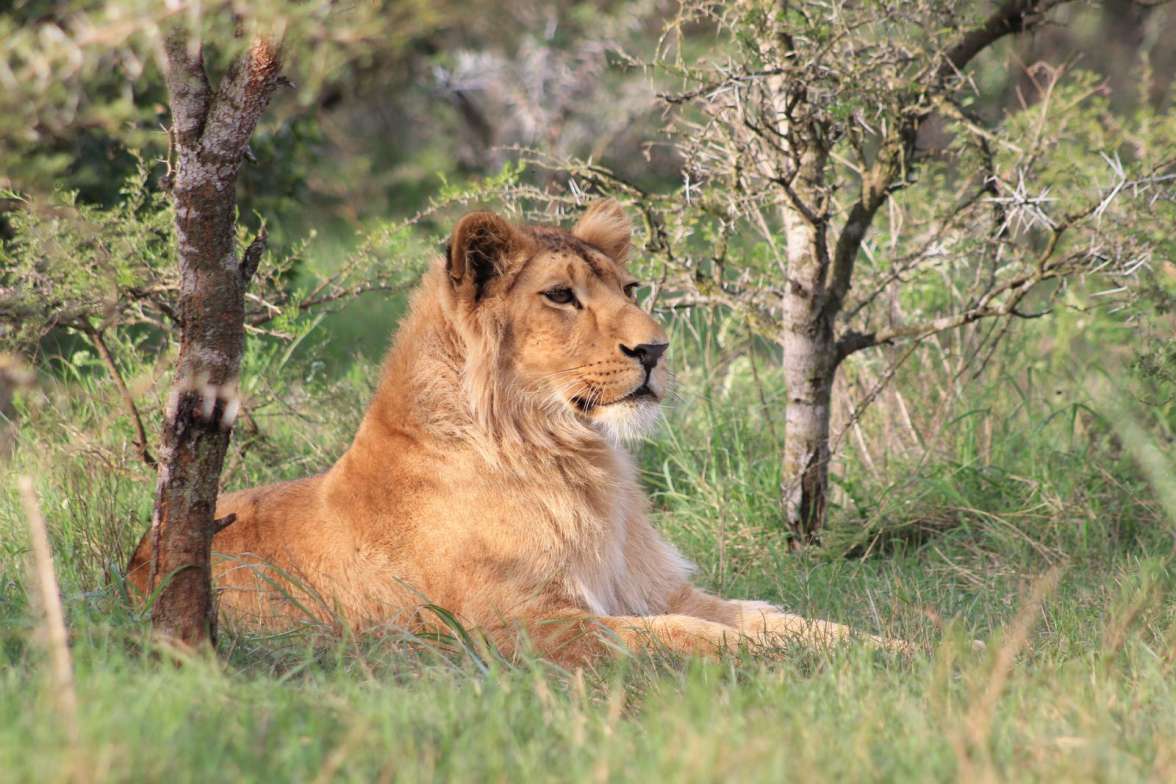 Lauren, Simbonga Game Reserve דרא"פ