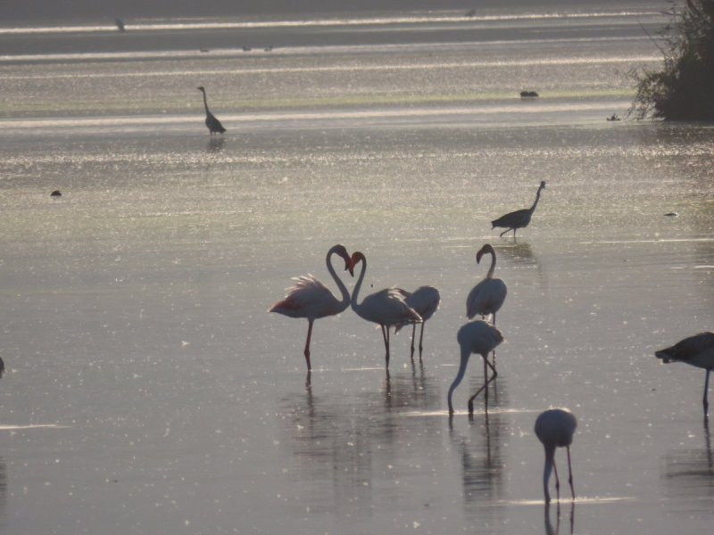 עינבר שלומית רובין, קק״ל