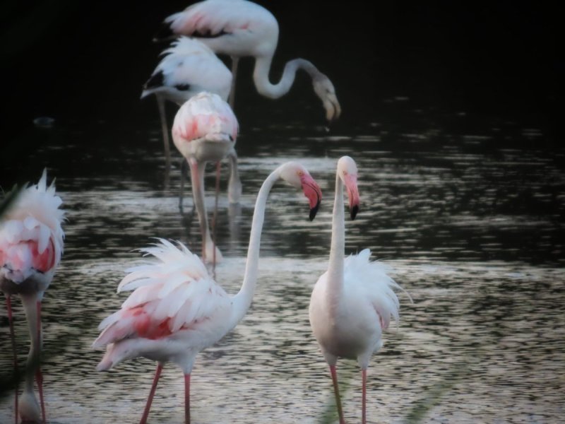 עינבר שלומית רובין, קק״ל