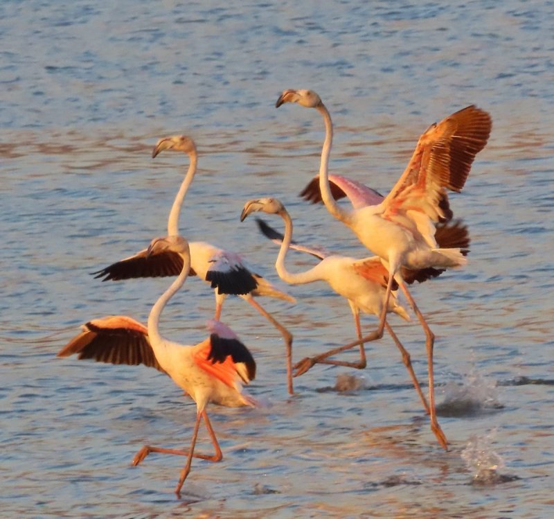 עינבר שלומית רובין, קק״ל