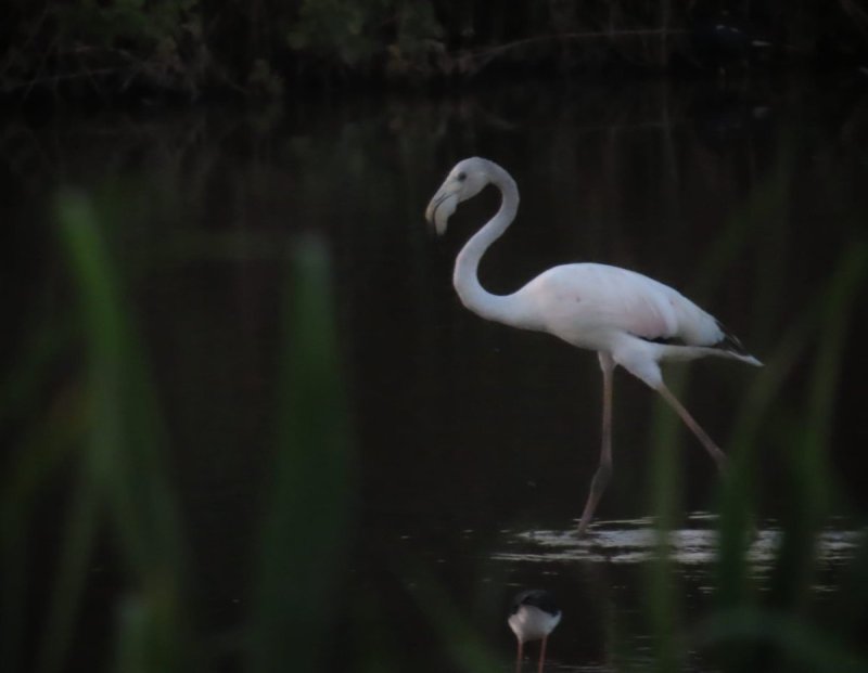 עינבר שלומית רובין, קק״ל