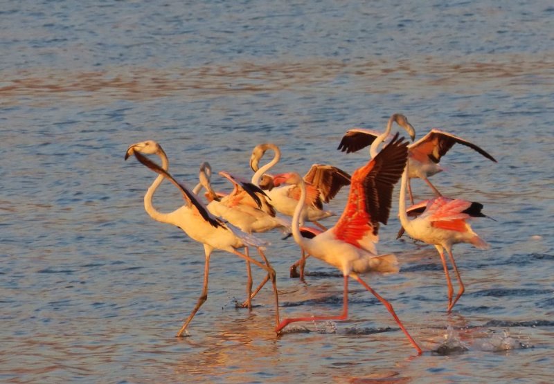 עינבר שלומית רובין, קק״ל