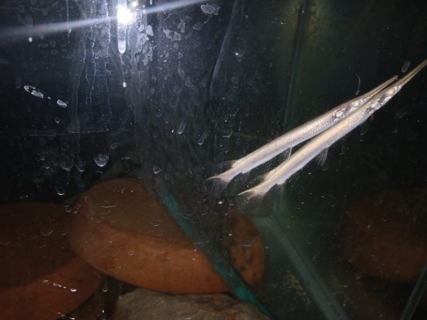 משרד החקלאות וביטחון המזון