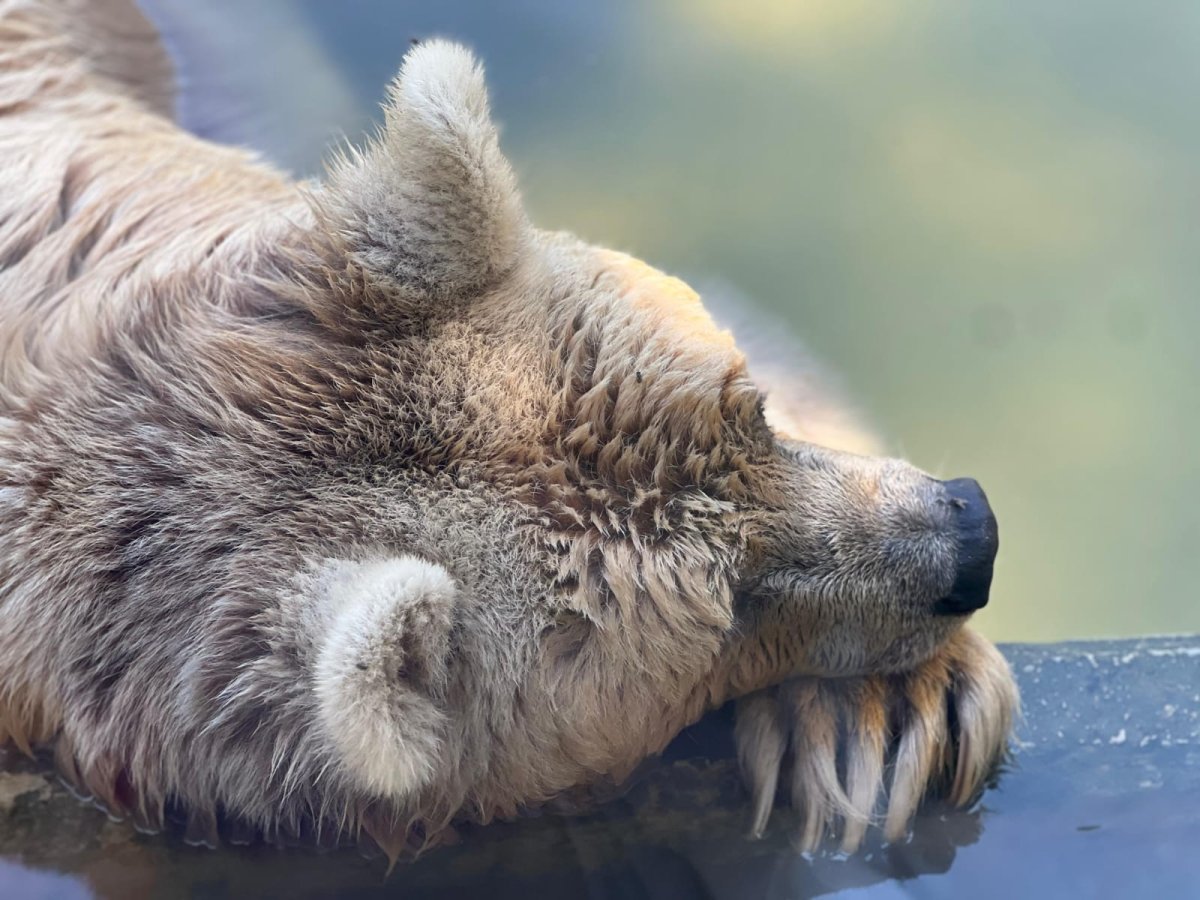 דוברות הספארי