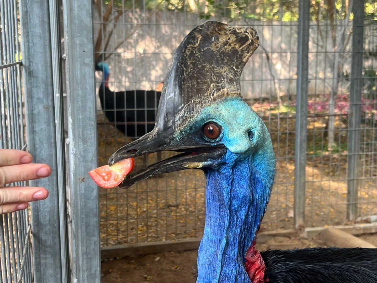 דוברות הספארי