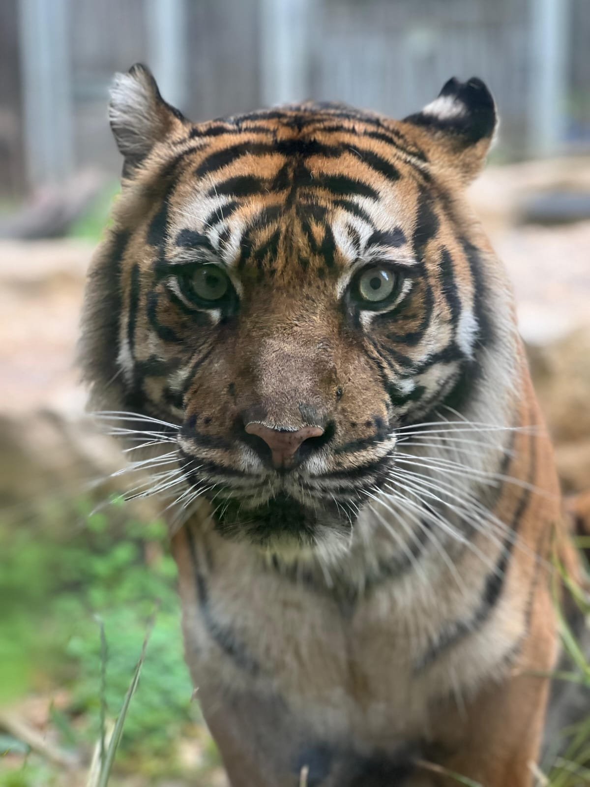 דוברות הספארי