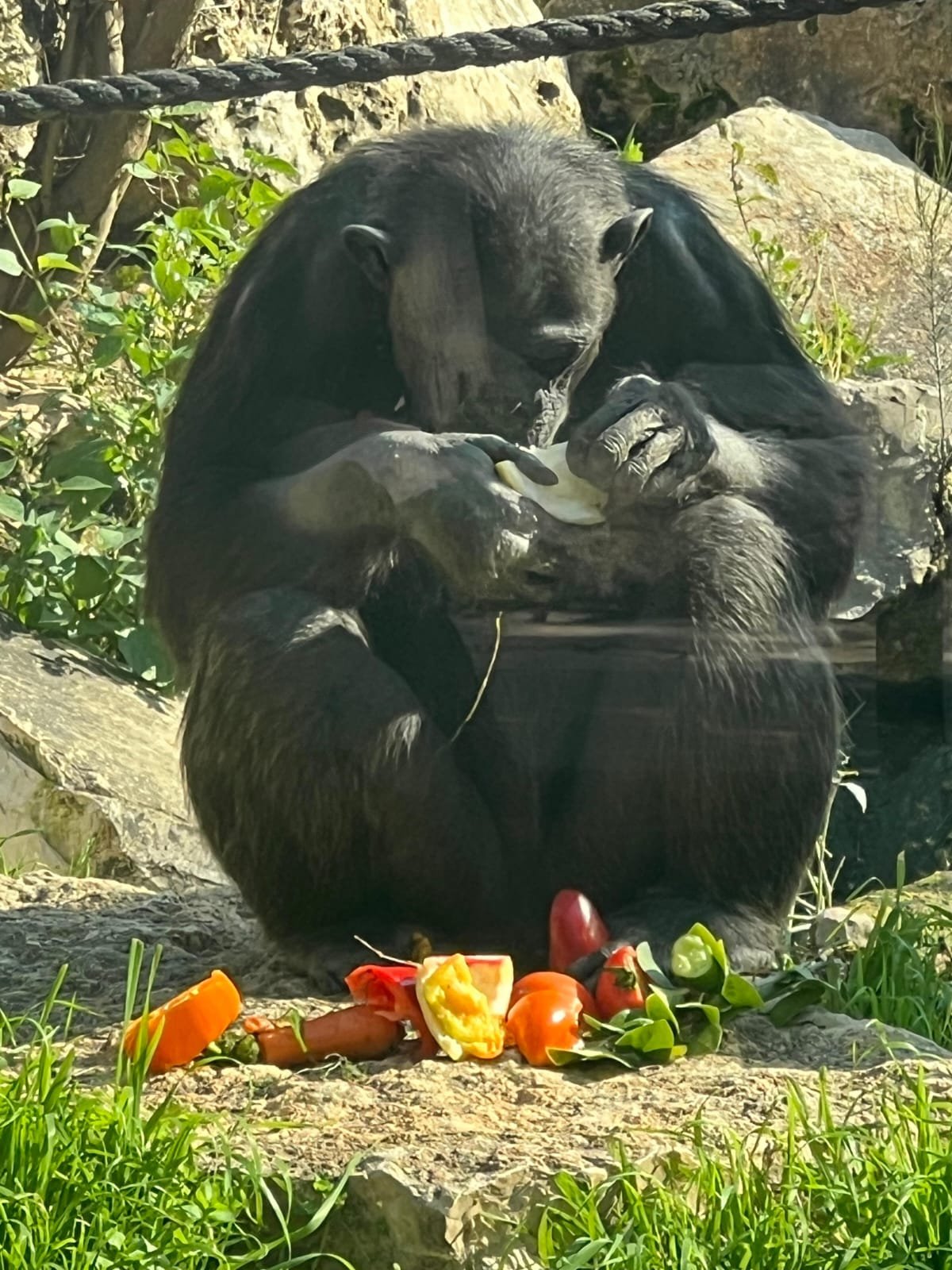 דוברות הספארי