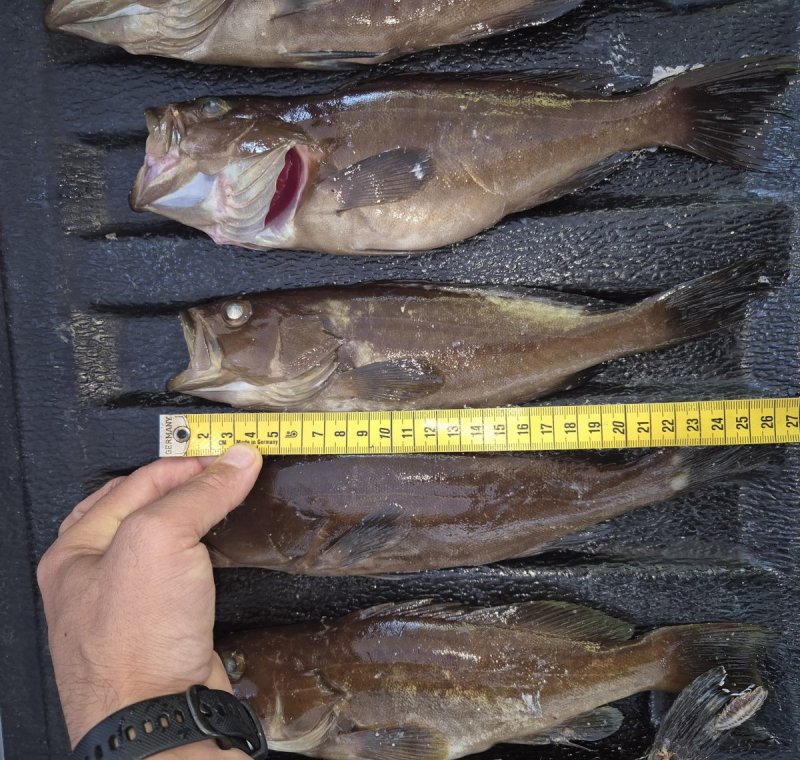 רשות הטבע והגנים