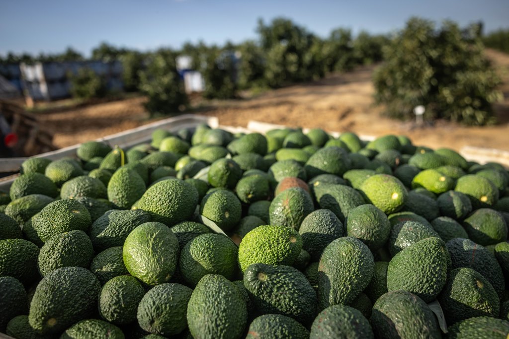 חיים גולדברג, פלאש 90