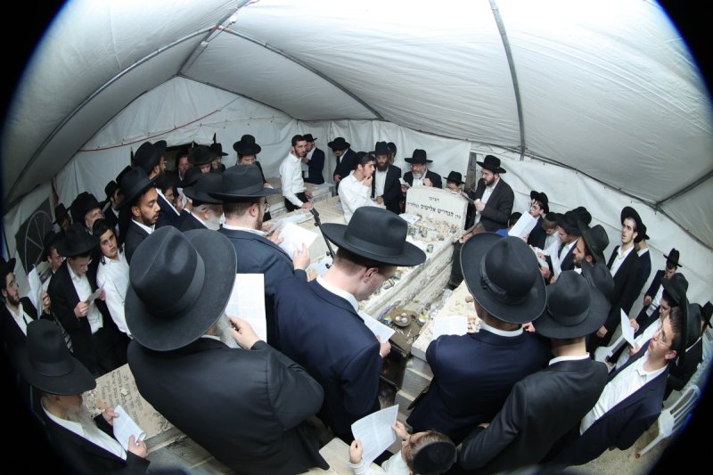 שלומי טריכטר