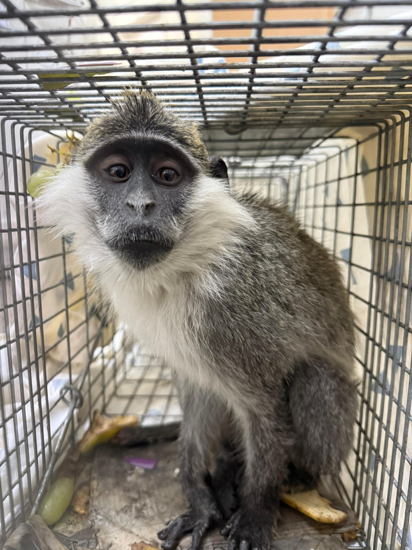רשתות הטבע והגנים