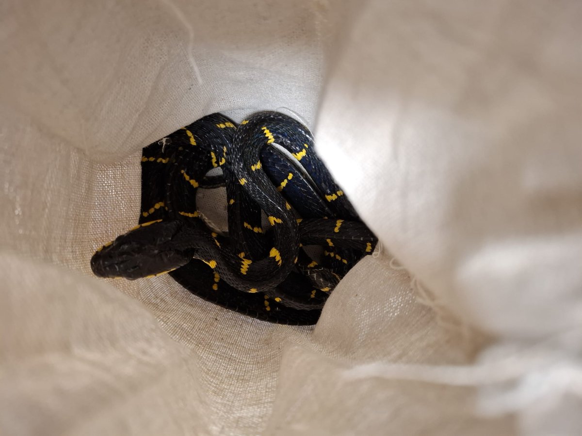 דוברות רשות המסים