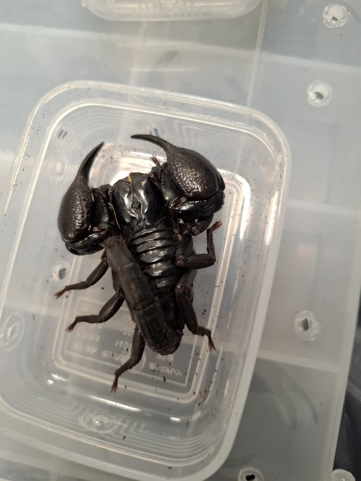 דוברות רשות המסים