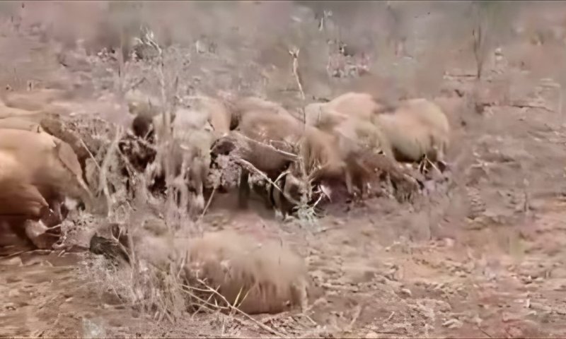 מחבלים הרעילו עדר בבנימין: תשע כבשים וכלב רועים מתו | תיעוד