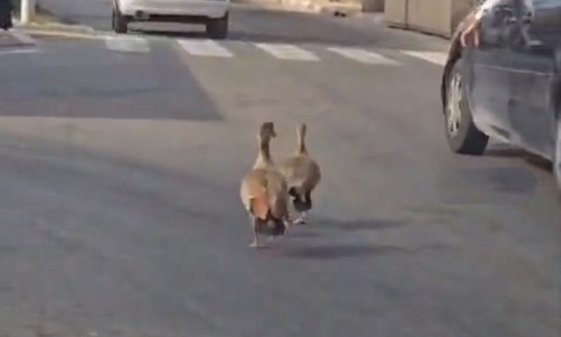 בלב בני ברק: משפחת אווזים תפסו בעלות על הכביש וזכו לליווי משטרתי