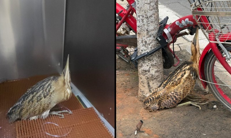 בלב תל אביב: אנפה מסורטטת אותרה במצב תשוש על מדרכה 